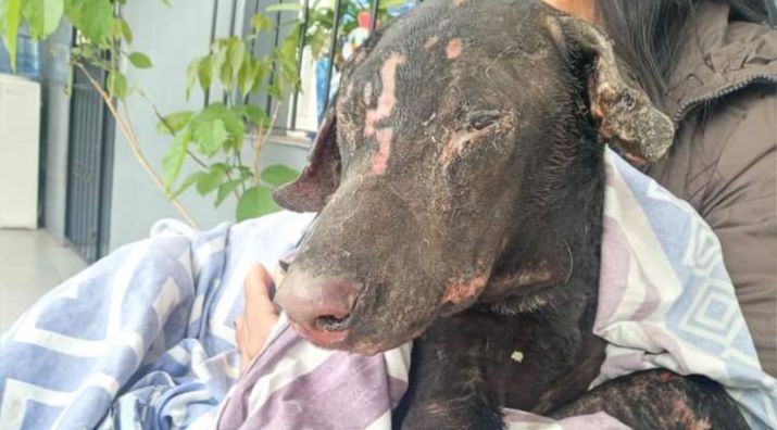 La Protectora de Animales de Salta será querellante en la causa por la muerte de Zeus