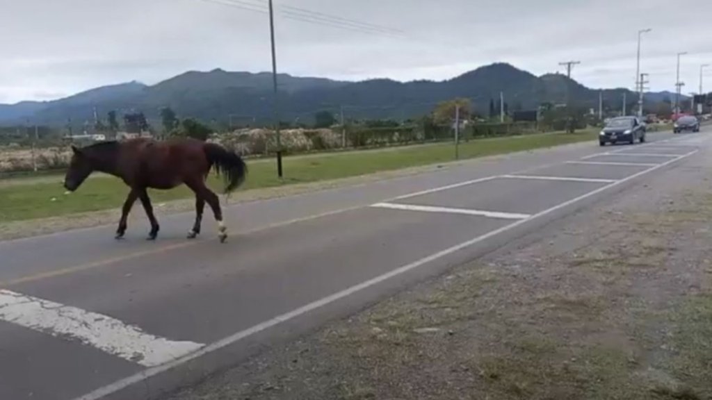 Endurecen sanciones para propietarios de animales sueltos