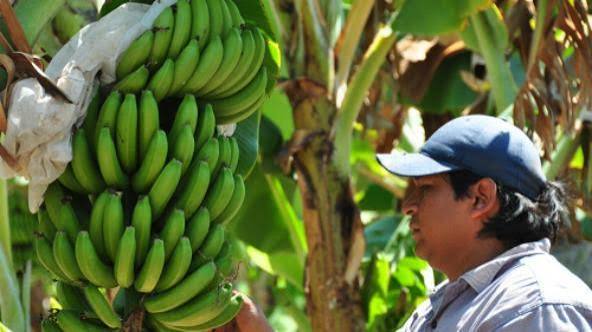 Sáenz cuestionó a Nación por afectar a los productores de banana de Salta