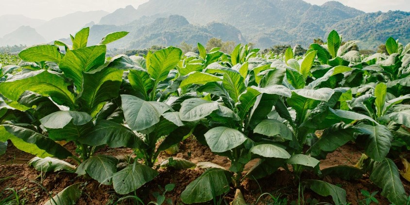 Nuevas tarifas para la actividad tabacalera en Salta y Jujuy