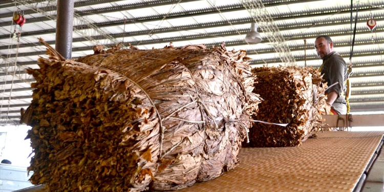 Misiones superó a Salta y Jujuy en producción de tabaco