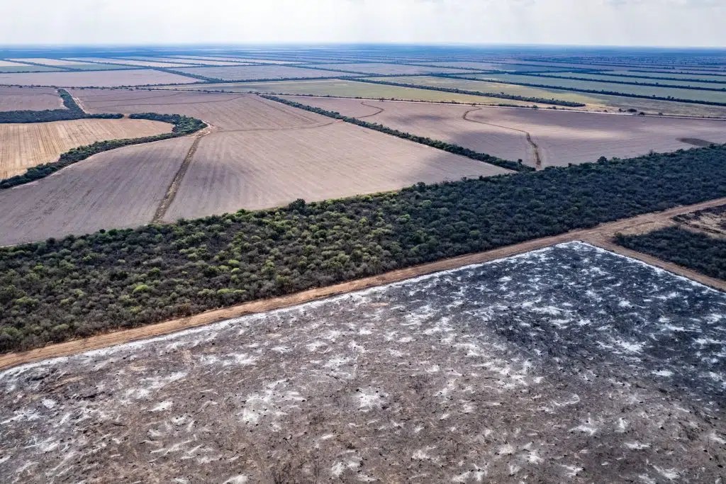 Greenpeace registró casi 11.000 hectáreas arrasadas solo este año en Salta