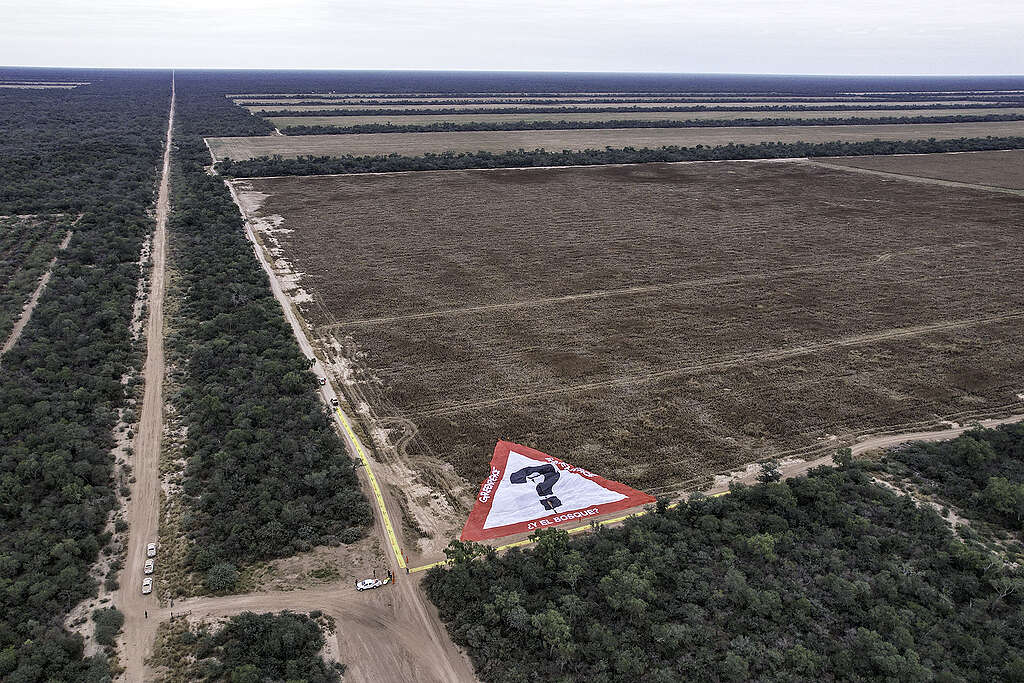 Por desmontes e incendios: Más de 34 mil hectáreas de bosque devastadas en Salta