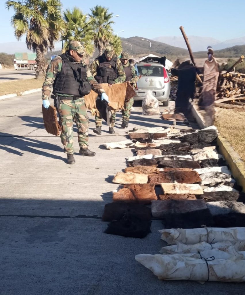 La Policía Rural y Ambiental incautó más de 160 cueros caprino