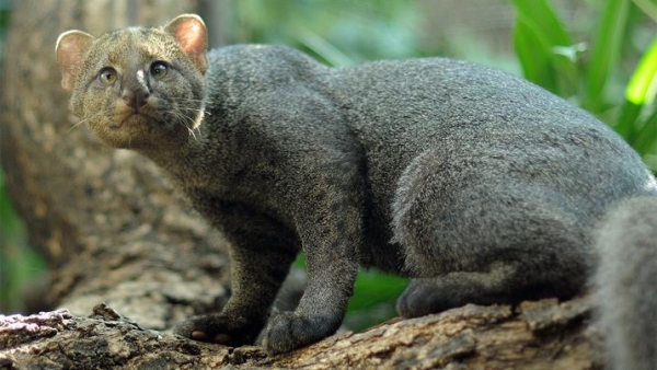 Insólito: hallaron a un puma en el patio de una casa