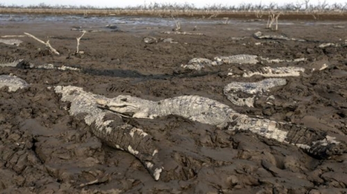 Sequía deja un cementerio de caimanes en Paraguay