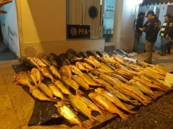 Importante decomiso de dorados y otros pescados