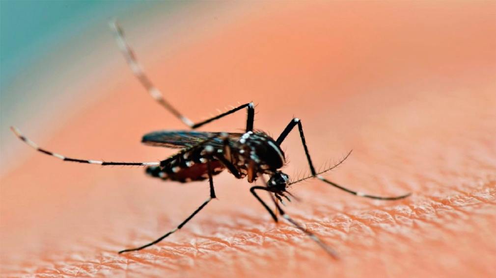 Preocupa el aumento de los casos de dengue y piden extremar los cuidados