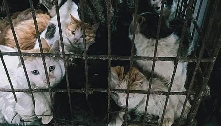 En China siguen vendiendo murciélagos para comer pese al peligro por el coronavirus