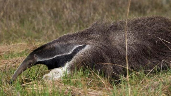 QUIMILÍ El intenso calor y la sed obligaron a un oso hormiguero a buscar agua en una zona poblada
