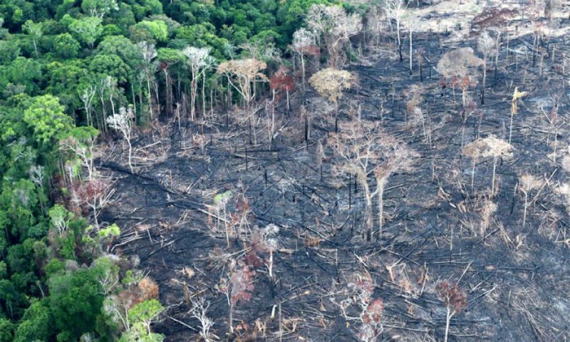 Deforestación del Amazonas: lo peor en una década