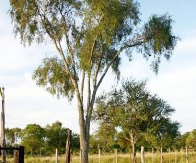 Estudian incidencia de cambio climático en áreas de distribución del quebracho blanco