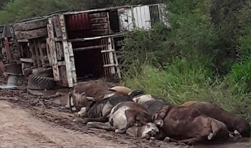 Volcó un camión cargado con animales
