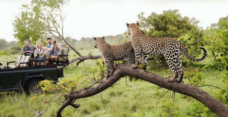 Un leopardo mató a un niño de dos años en un parque natural de Sudáfrica