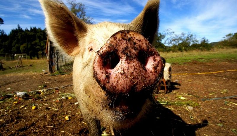 Un chancho atacó e hirió a dos personas: La dueña fue imputada por lesiones culposa