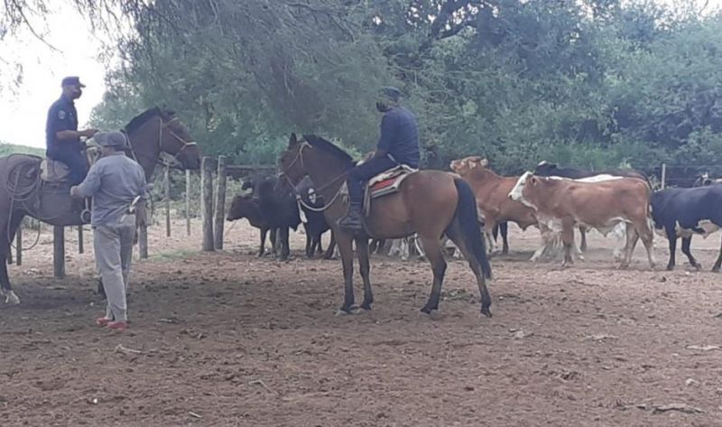 Recuperan 48 animales vacunos que habían sido robados en el departamento Alberdi