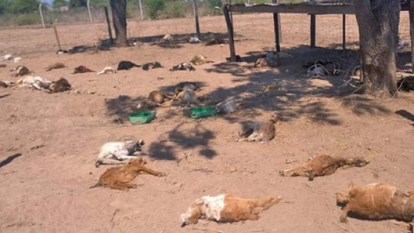Quimili: Hallan 55 cabritos muertos: creen que una leona enseñó a cazar a sus cachorros