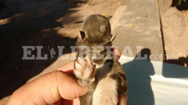 Insólito nacimiento de un perrito sin rostro en Campo Gallo