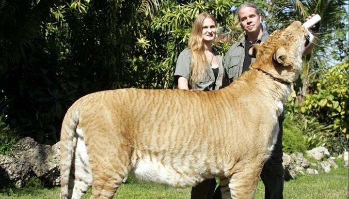 Un felino, cruza entre un león y un tigresa, sorprende por su tamañ