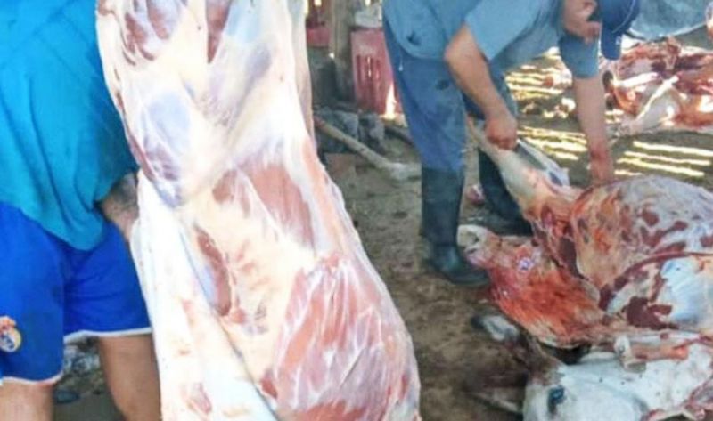 Autoridades están tras autores de faena clandestina de burros