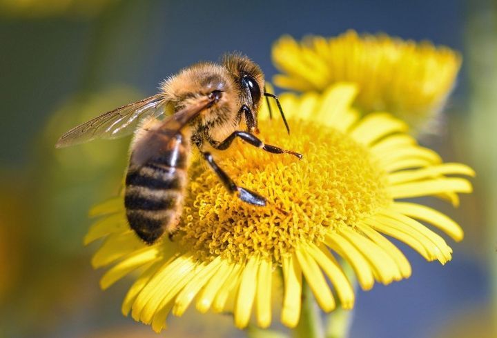 Hoy es el Día Mundial de las Abejas: más que nunca “dependemos de su supervivencia”