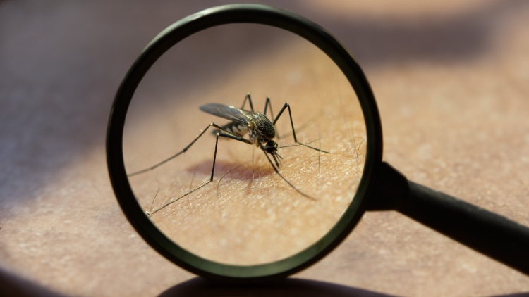 Dengue: la alarmante crisis que sufre Brasil es una advertencia para el mundo entero