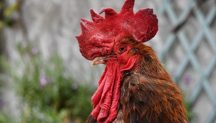 Insólito: un gallo francés, a juicio por cantar demasiado temprano