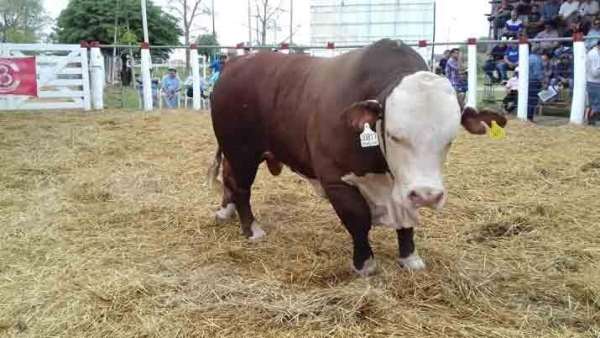 Un toro Braford alcanzó los $135 mil en un remate de genética compartida