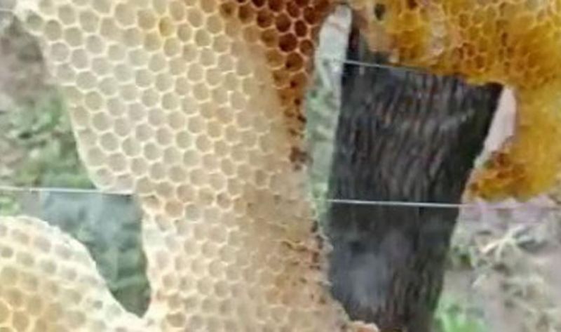 Alarmante: El calor mató a miles de abejas, derritió colmenas y “cocinó” sandías y zapallos