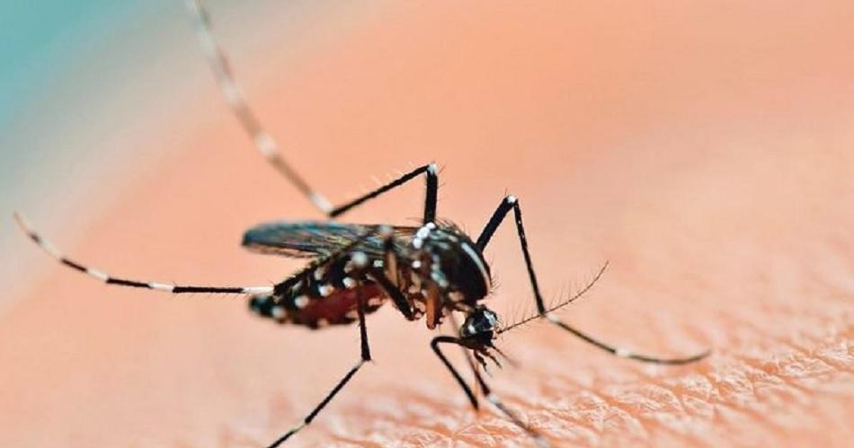 Dengue en Santiago: aumentan los casos y piden incrementar las medidas de precaución.