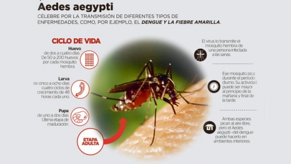 El Ministerio de Salud confirmó la aparición de cuatro casos de dengue en nuestra provincia