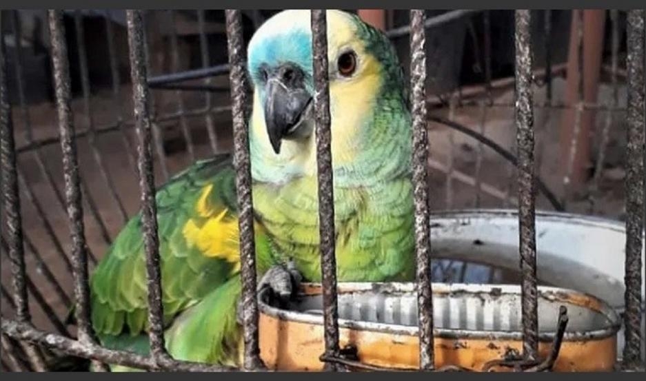 Llevaron un loro a su casa y cuatro miembros de su familia están internados por neumonía derivada de psitacosis