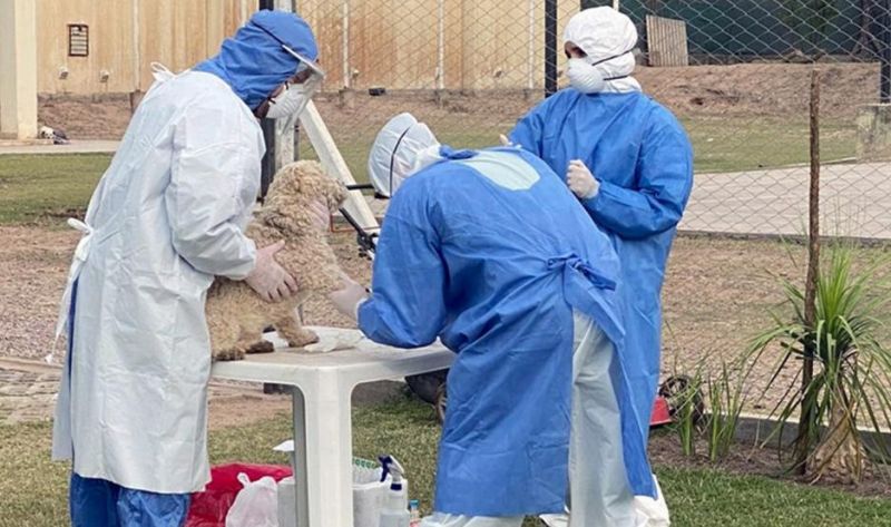 En Santiago se detectaron 12 perros y gatos y un puma con Covid-19 en un año de pandemia