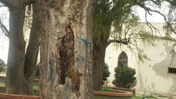 Sorpresa por la aparición de la imagen de una virgen en un árbol
