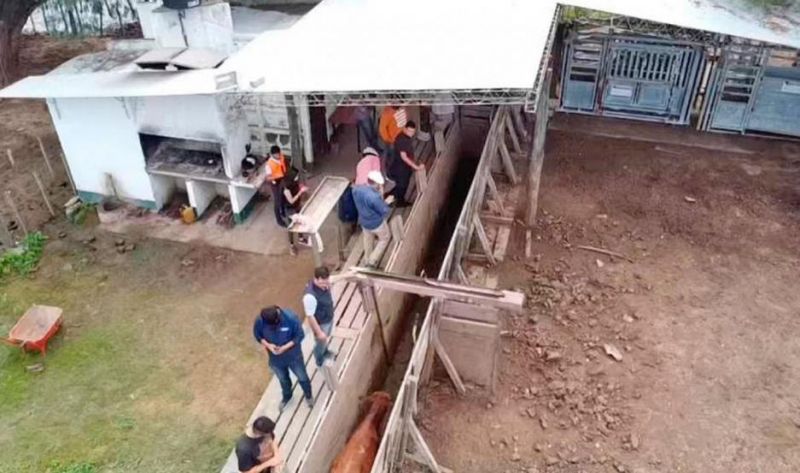 Detuvieron a un empleado del Senasa acusado de participar del robo de más de 4.600 vacunos