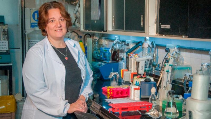 Logran neutralizar el SARS-CoV-2 con anticuerpos derivados de llamas y huevos