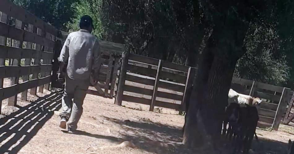 Abigeato: 15 días de arresto para carnicero y hay otros 4 acusados.