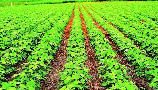 La soja imparable: trepa 3,6% y supera los u$s500 por tonelada