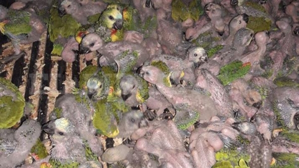 Los 200 loros secuestrados fueron entregados en adopción