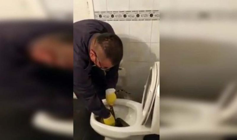 Susto enorme: una mujer fue al baño y encontró un lagarto en su inodoro