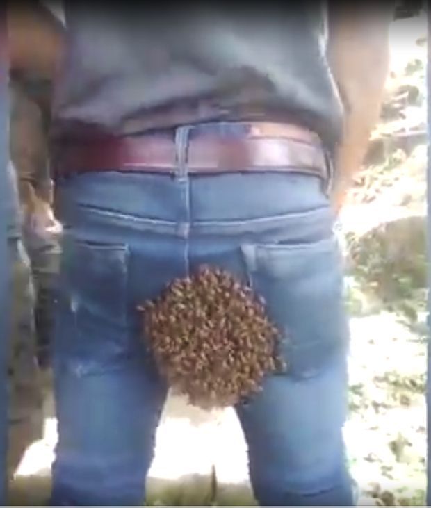 Abejas confundieron al trasero de un hombre con su colmena