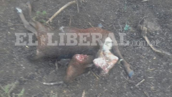 Terror en Loreto: matan y mutilan a siete animales