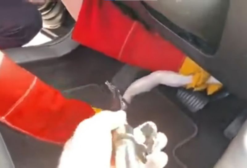 Sintió ruidos extraños en su auto, fue hasta la policía y le encontraron una serpiente pitón en la zona del motor
