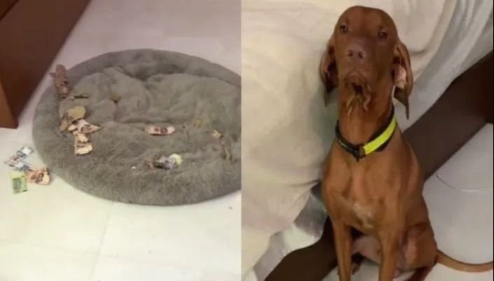 Su perro "Chavito" le comió 2 mil dólares de ahorros