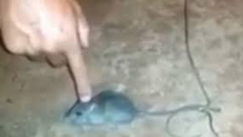 ¡De película! Adiestraron a un ratón para que reparta drogas en la cárcel