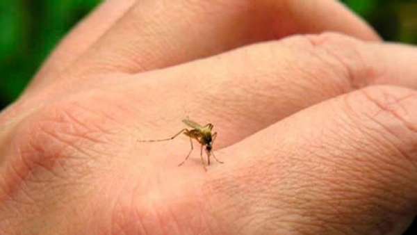 En Santiago del Estero hay 51 casos confirmados de Dengue