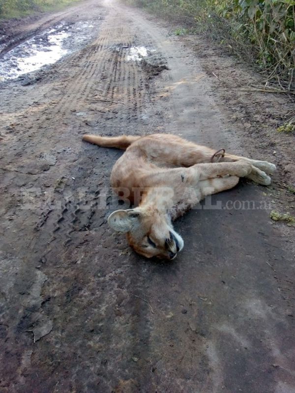 Indignante: cazó un puma y lo trasladaba en moto a su casa