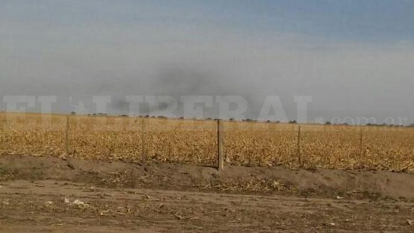 VIDEO | Impactante manga de langostas ingresa por el Norte de Santiago