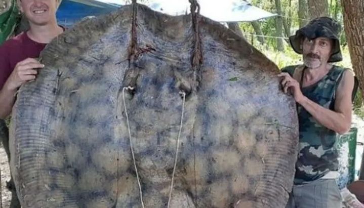 Capturaron una raya de 153 kilos en el río Paraná