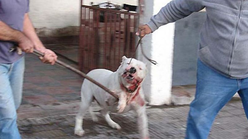 Frías: dogo atacó a mujer de 70 años y le destrozó la pierna, que debió ser amputada
